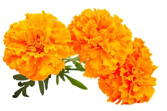 Food sources of lutein Food sources of lutein